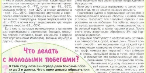 Kako pripremiti grožđe za zimu - rezidba i njega, kako izolirati